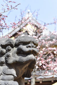 ［6］梅の花と神社のコラボレーション