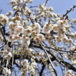 ［6］見上げてごらん、頭上に広がる梅の花