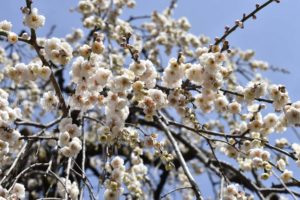 ［6］見上げてごらん、頭上に広がる梅の花