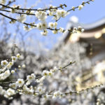 ［6］神社の庭園と白梅