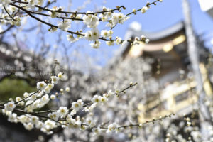 ［6］神社の庭園と白梅