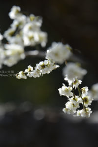 ［6］湯島の白梅の美しさを満喫！