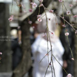 ［6］梅の花に囲まれた神前結婚式　ー湯島天神ー