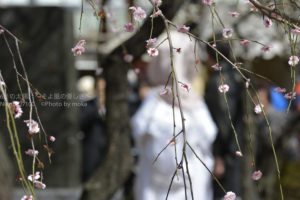 ［6］梅の花に囲まれた神前結婚式　ー湯島天神ー