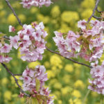 ［6］伊豆河津桜祭りといえば、菜の花とのコラボレーション！