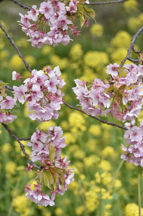 ［6］伊豆河津桜祭りといえば、菜の花とのコラボレーション！
