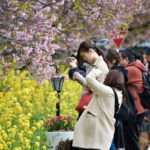 ［6］河津桜と菜の花を写真に撮る
