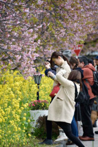 ［6］河津桜と菜の花を写真に撮る