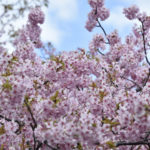 ［6］青空の下の河津桜