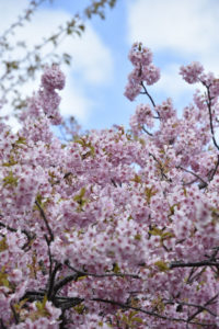［6］青空の下の河津桜