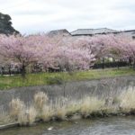 ［6］２０１５年、伊豆河津桜祭り