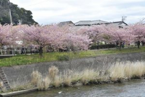 ［6］２０１５年、伊豆河津桜祭り