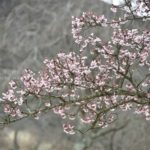［6］伊豆大室山の桜の里も桜が咲き始めました！