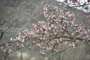 ［6］伊豆大室山の桜の里も桜が咲き始めました！