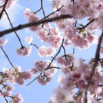 ［6］満開の桜を独り占め！！