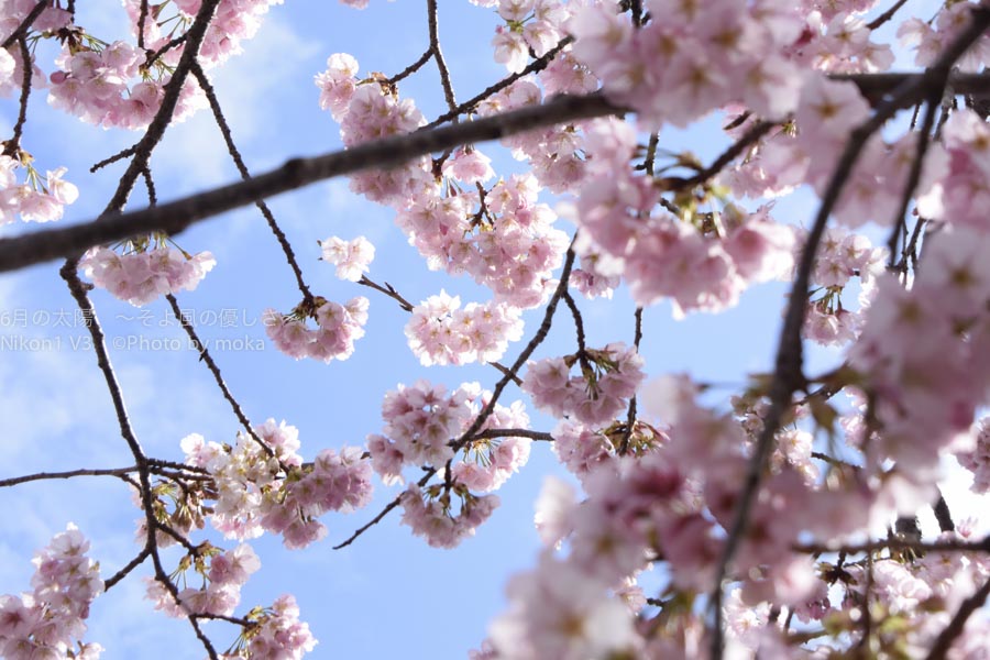 ［6］満開の桜を独り占め！！