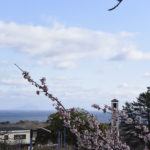 ［6］桜越しに広がる海