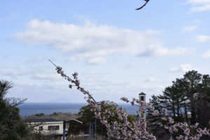 ［6］桜越しに広がる海
