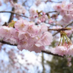 ［6］伊豆高原駅前のオオカン桜が見頃！！