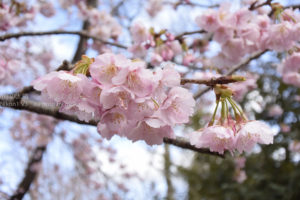 ［6］伊豆高原駅前のオオカン桜が見頃！！