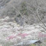 ［6］梅のじゅうたんのごとく広がる、紅梅と白梅