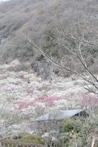 ［6］梅のじゅうたんのごとく広がる、紅梅と白梅