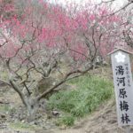 ［6］山の斜面を彩る梅の花