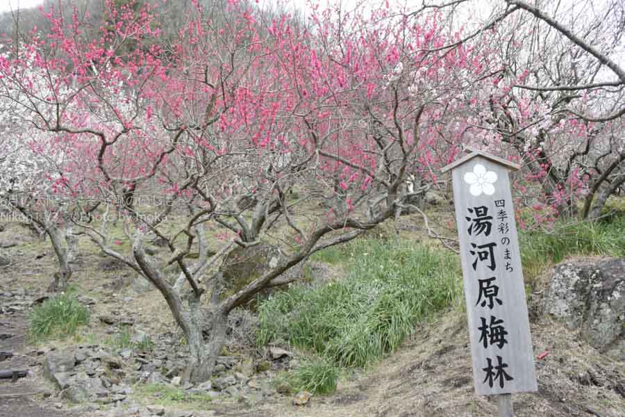 ［6］山の斜面を彩る梅の花