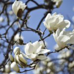 ［6］青空の下で輝きを放つ、ハクモクレン