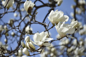［6］青空の下で輝きを放つ、ハクモクレン