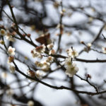 ［6］もう少しの間、頑張って咲いていて！