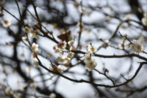 ［6］もう少しの間、頑張って咲いていて！