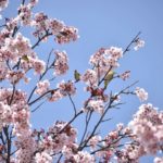 ［6］青空と桜と野鳥