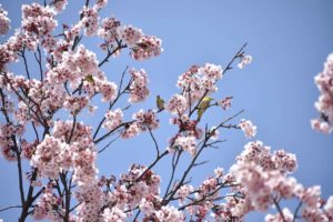 ［6］青空と桜と野鳥