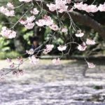 ［6］新宿御苑の都心にも春到来！