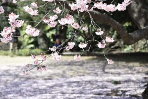 ［6］新宿御苑の都心にも春到来！
