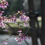 ［6］桜から桜へバトンタッチ！