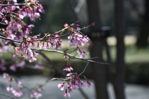 ［6］桜から桜へバトンタッチ！