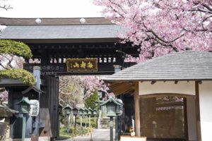 ［6］密蔵院と安行桜