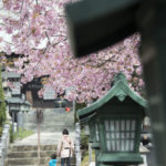 ［6］満開の安行桜のトンネルを潜って、密蔵院へお参り