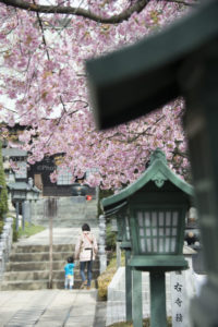 ［6］満開の安行桜のトンネルを潜って、密蔵院へお参り