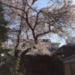 ［6］通勤途中でも花見を楽しめます ♪