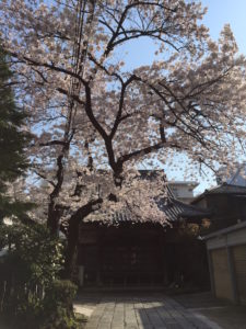 ［6］通勤途中でも花見を楽しめます ♪