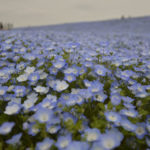 ［6］海や空と見間違えるほどの青いネモフィラ