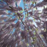 ［6］降り注ぐ藤の花に、世界が息を呑む