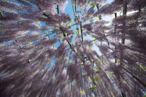 ［6］降り注ぐ藤の花に、世界が息を呑む