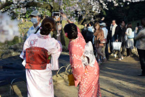［6］桜と着物と自分撮り
