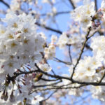 ［６］西日に照らされた小石川後楽園の桜