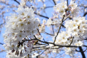 ［６］西日に照らされた小石川後楽園の桜