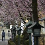 ［6］桜のトンネルはいつもの散歩コース！？